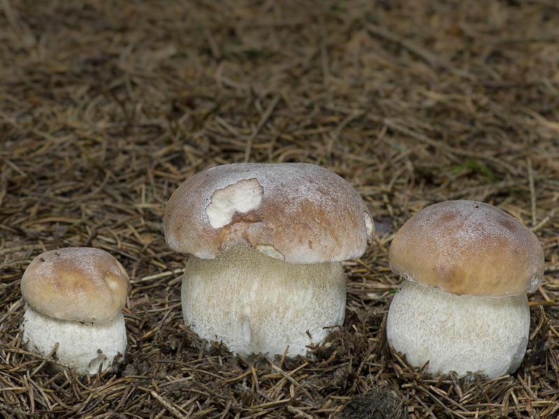 Boletus edulis